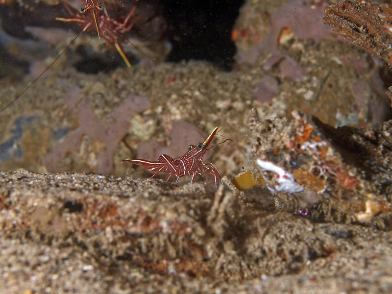 Boxer Shrimp, Sabang Wreck